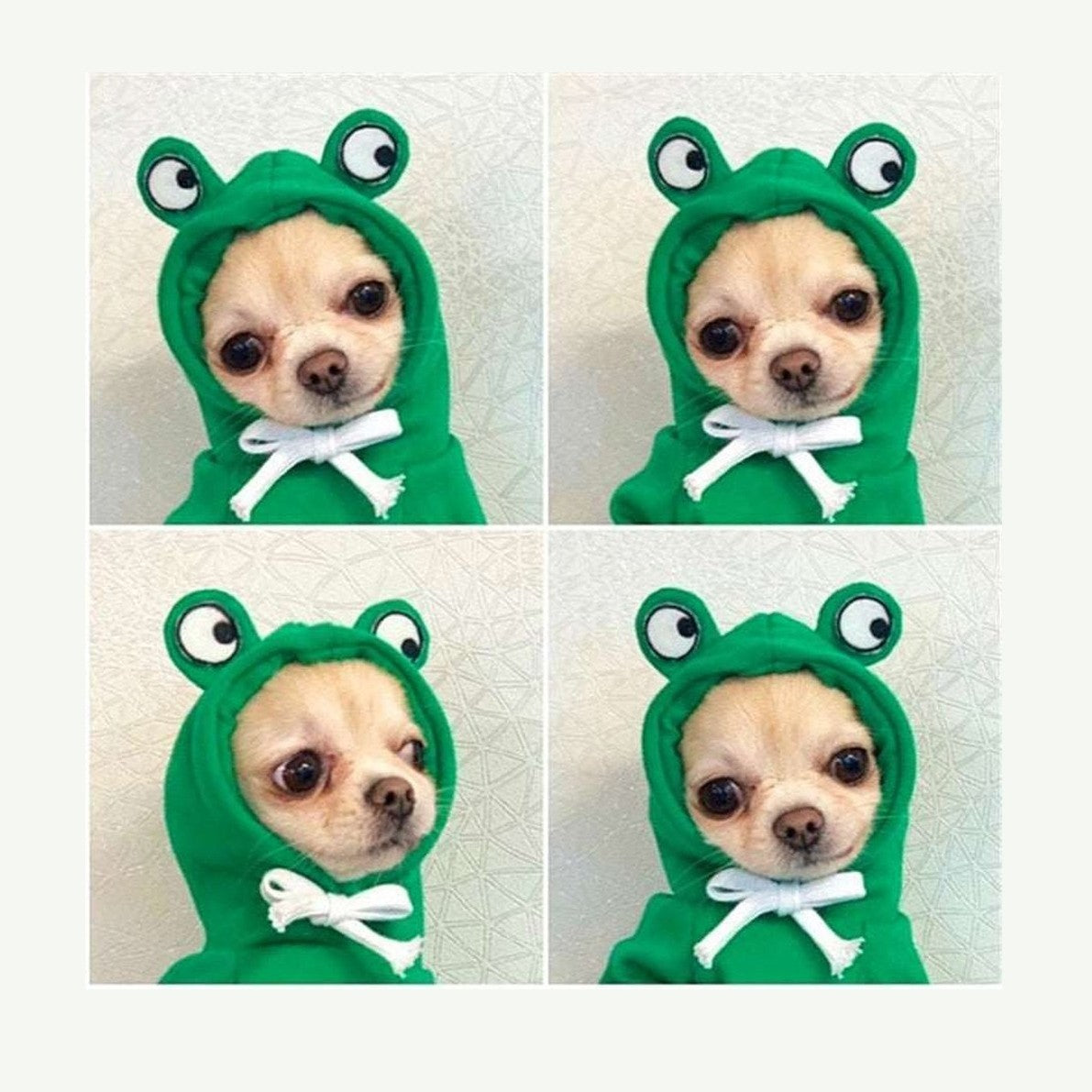 Pet Costume - Frog-Furever Adorable
