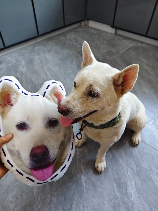 Custom Pet Photo Pillow: Hug Your Furry Best Friend! Furever Adorable