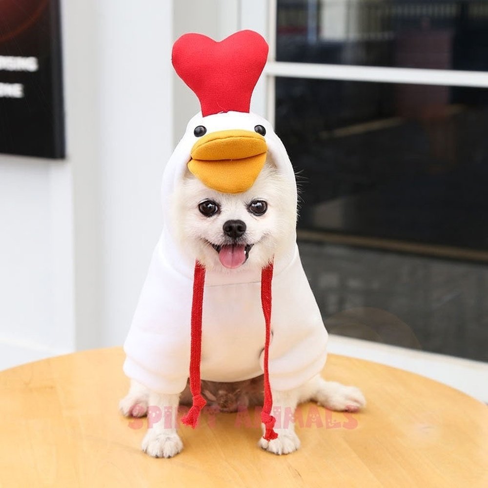 Pet Costume - White / Yellow Chicken-Furever Adorable