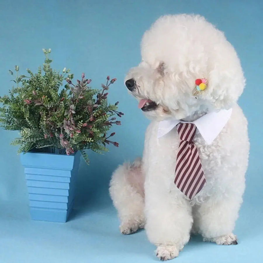 Pet Supplies & Accessories